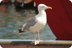 eine neugierige Möwe