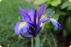 eine Irisblüte